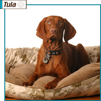 Southern California Vizsla Rescue - Available Adoption - Tula