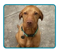 Southern California Vizsla Rescue - Available Adoptions - Valcore