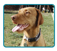 Southern California Vizsla Rescue - Available Adoptions - Gretyal