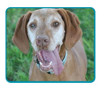 Southern California Vizsla Rescue - Available Adoptions - Beau