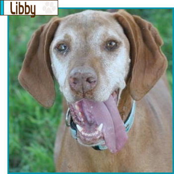 Southern California Vizsla Rescue - Available Adoption - Libby